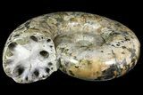 Polished Ammonite Fossil From Madagascar - Giant Specimen! #168528-1